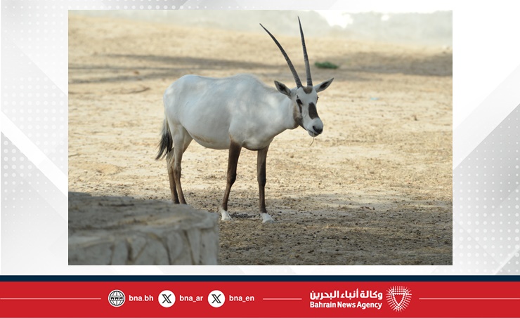 ضمن الملف البيئي لاتحاد وكالات الأنباء العربية (فانا).. النشرة البيئية لوكالة أنباء البحرين.. مملكة البحرين تستكمل مبادراتها المستدامة محليًا ودوليًا للحفاظ على البيئة ومكافحة التغيرات المناخية